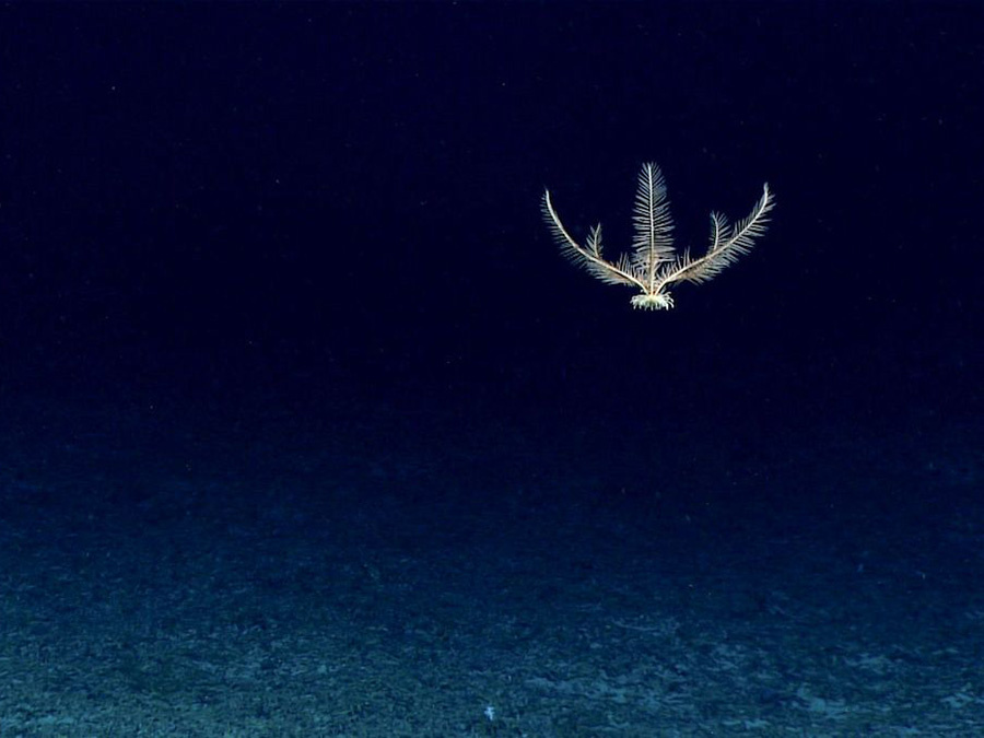 Loài Pentometrocrinus sp.